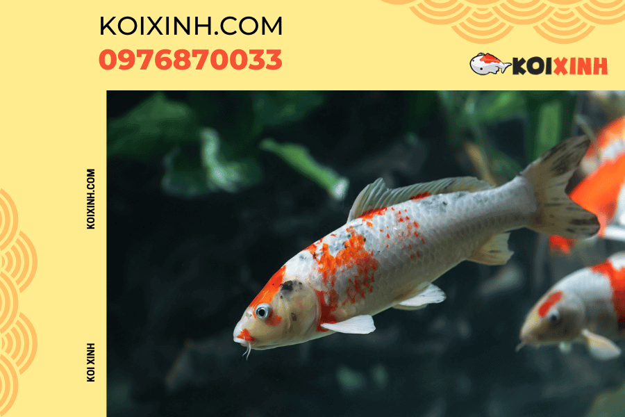 Nguồn gốc và ý nghĩa của biểu tượng cá Koi Sự phổ biến của cá Koi trong các nền văn hóa