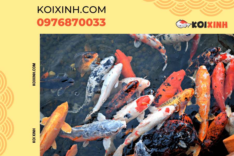 Nguồn gốc và ý nghĩa của biểu tượng cá Koi Huyền thoại về cá Koi ở Trung Quốc và Nhật Bản