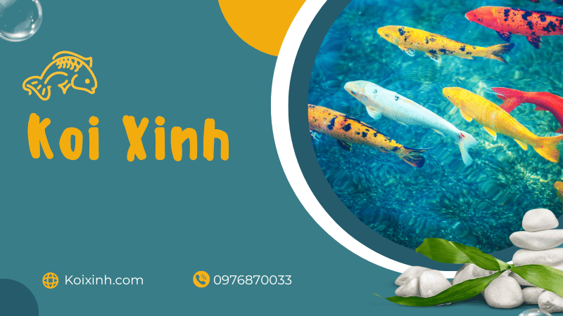 Sự thật về cá Koi vô cùng thú vị
