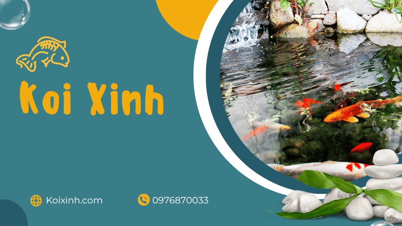 Sự thật về cá Koi vô cùng thú vị