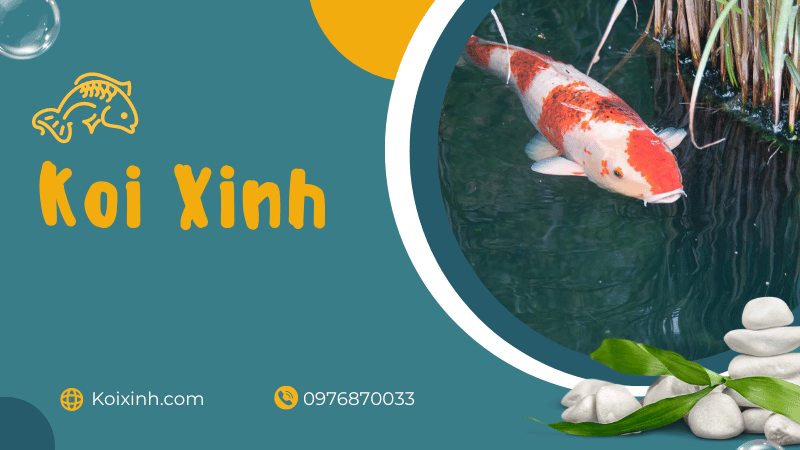 Sự thật về cá Koi vô cùng thú vị