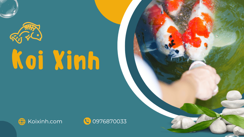 Sự thật về cá Koi vô cùng thú vị