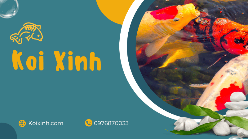 Sự thật về cá Koi vô cùng thú vị