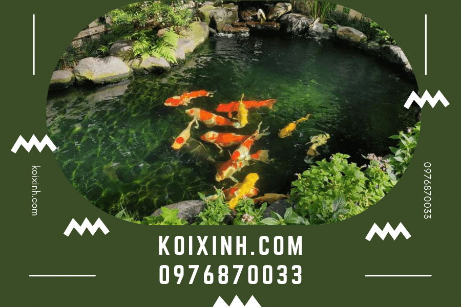 Thiết kế hồ Cá Koi giá rẻ chất lượng cao tại Hà Nội Thiết kế hồ Cá Koi giá rẻ chất lượng cao tại Hà Nội