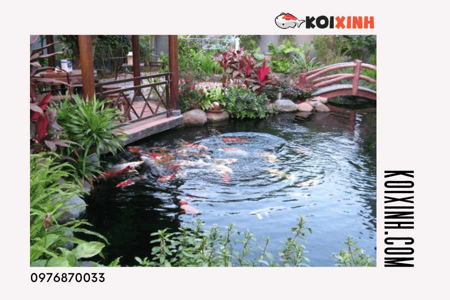 Thiết kế hồ Cá Koi giá rẻ chất lượng cao tại Hà Nội Thiết kế hồ Cá Koi giá rẻ chất lượng cao tại Hà Nội