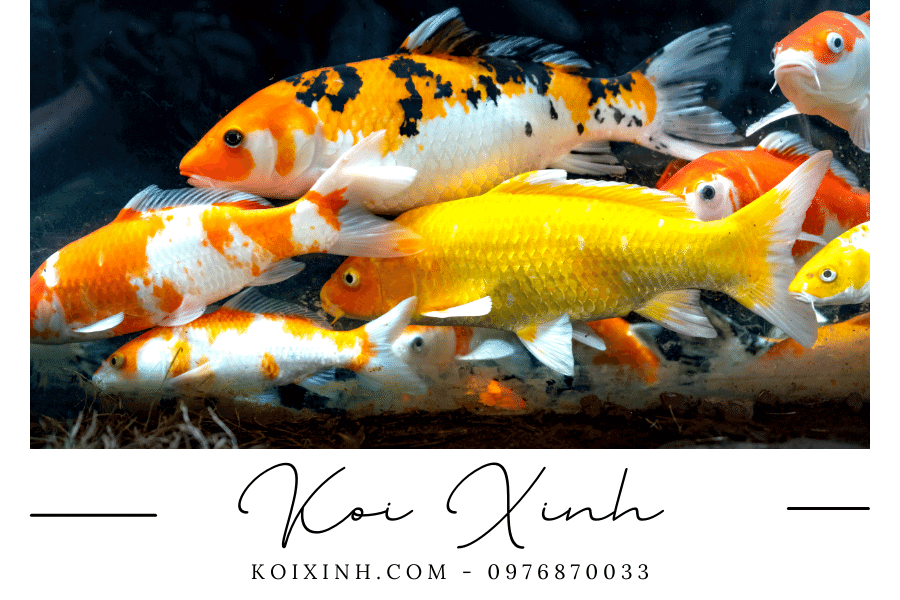 Trứng cá Koi và quá trình sinh sản