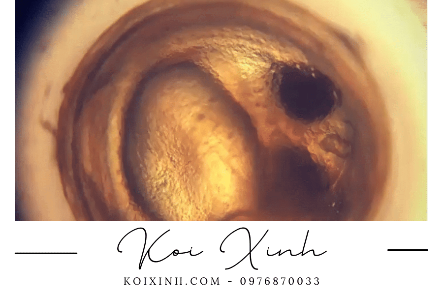 Trứng cá Koi và quá trình sinh sản