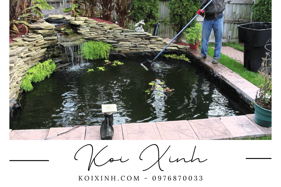 Trứng cá Koi và quá trình sinh sản