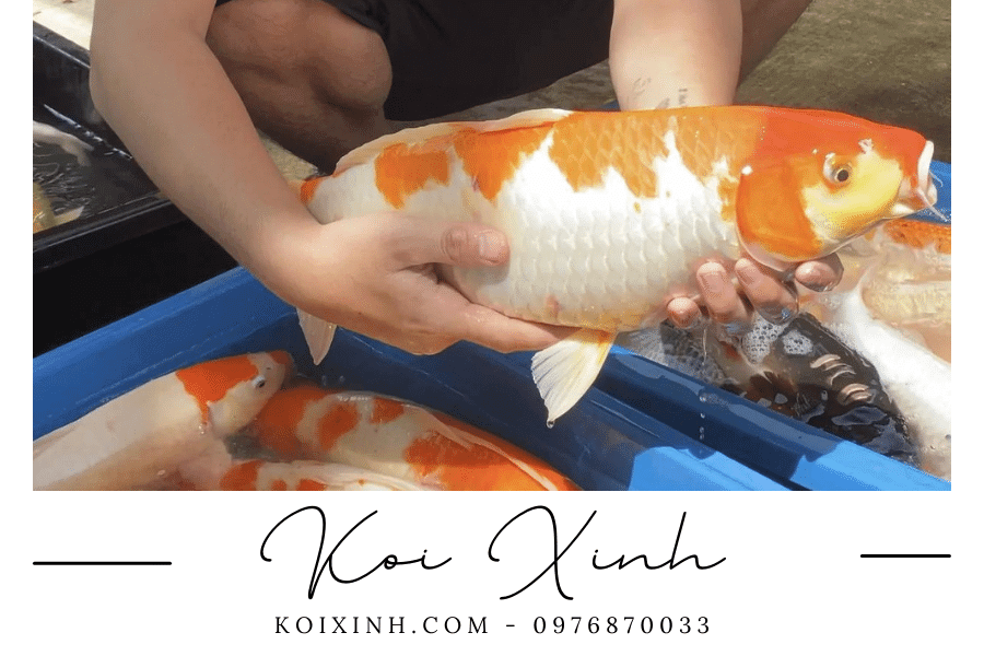 Trứng cá Koi và quá trình sinh sản