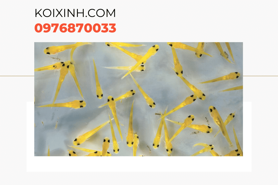 Một số kiến thức về cá Koi bột