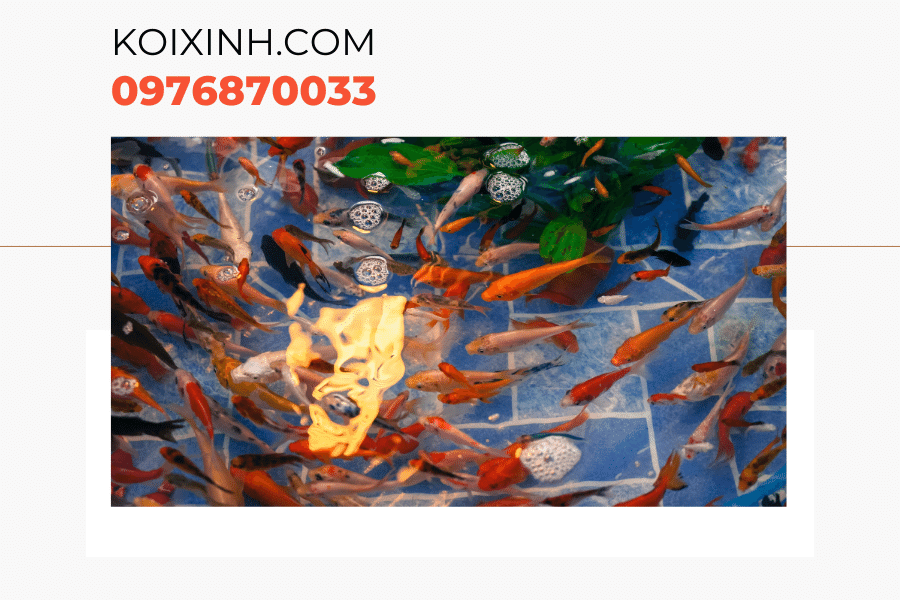 Một số kiến thức về cá Koi bột