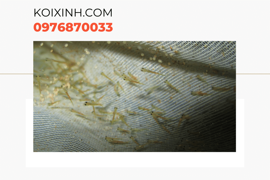 Một số kiến thức về cá Koi bột