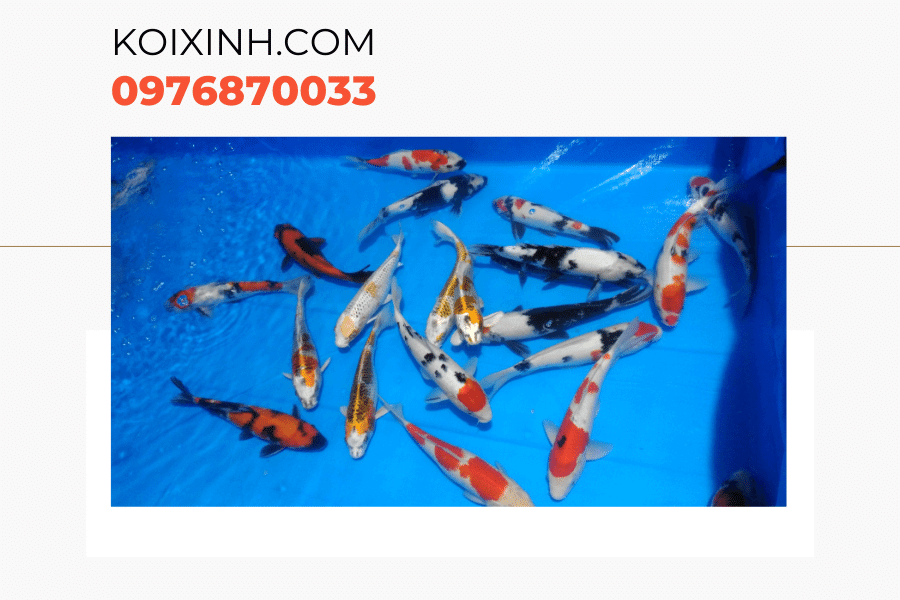 Một số kiến thức về cá Koi bột