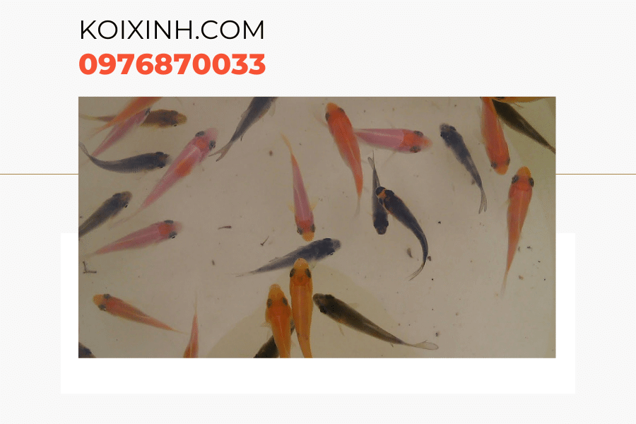 Một số kiến thức về cá Koi bột