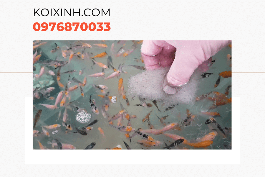 Một số kiến thức về cá Koi bột