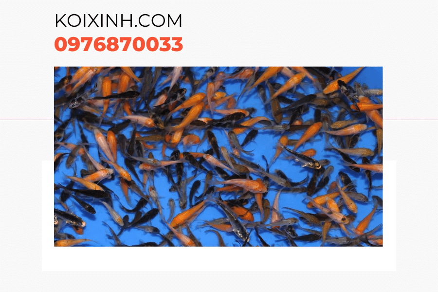 Một số kiến thức về cá Koi bột