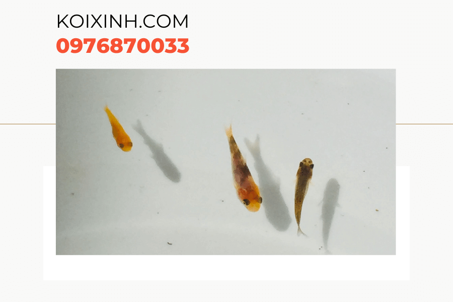Một số kiến thức về cá Koi bột