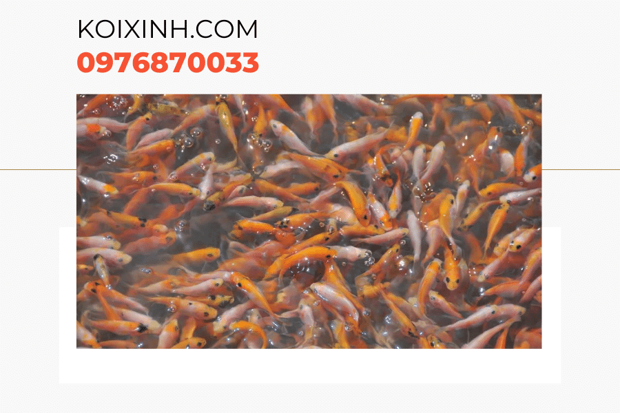 Một số kiến thức về cá Koi bột