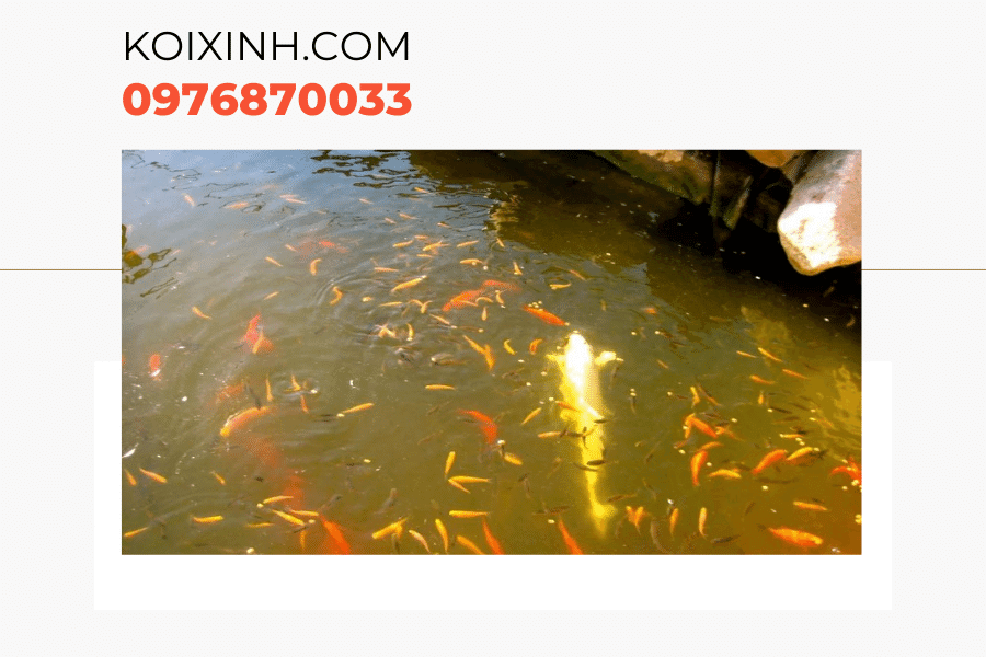 Một số kiến thức về cá Koi bột