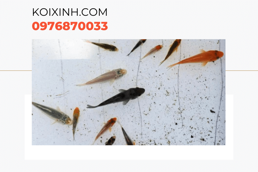 Một số kiến thức về cá Koi bột