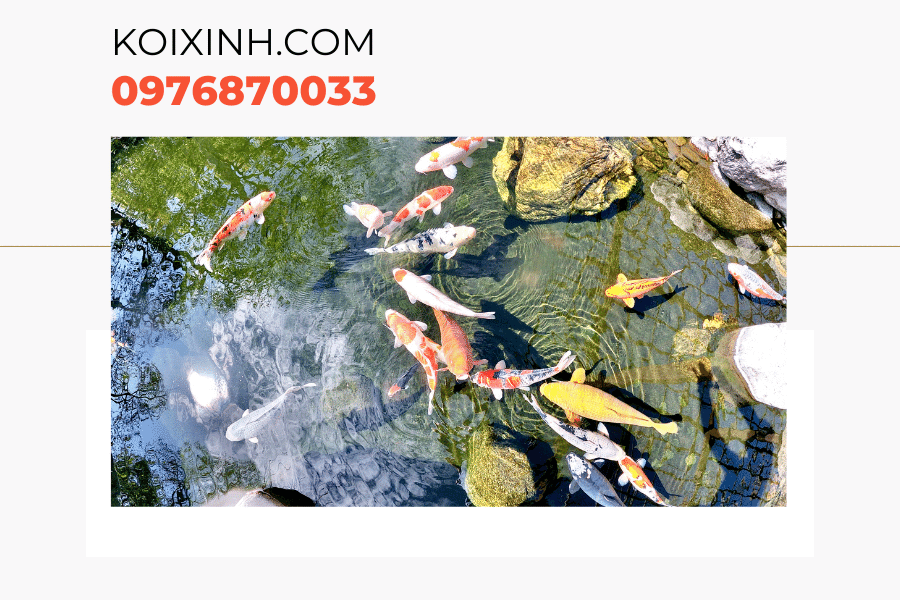 Một số kiến thức về cá Koi bột