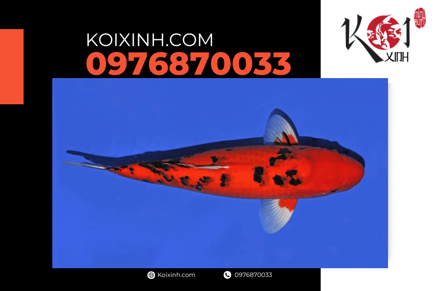 koixinh.com - Cá Koi Bekko Nguồn gốc, đặc điểm và cách đánh giá 