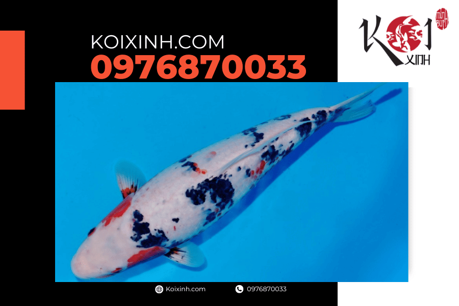 Cá Koi Asagi: Dòng cá Koi được nhiều người ưa thích koixinh.com - Asagi Sanke