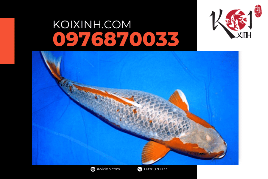 Cá Koi Asagi: Dòng cá Koi được nhiều người ưa thích koixinh.com - Cá Koi Asagi: Dòng cá Koi được nhiều người ưa thích