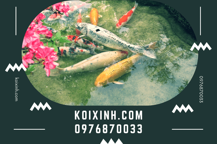 koixinh.com - Cá Koi Asagi: Dòng cá Koi được nhiều người ưa thích