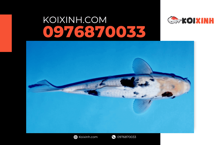 koixinh.com - Cá Koi Bekko