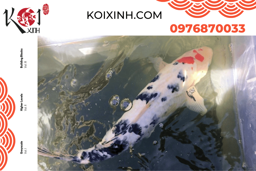 koixinh.com - Cá Koi Bekko Nguồn gốc, đặc điểm và cách đánh giá 