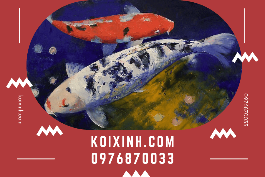 koixinh.com - Cá Koi Bekko Nguồn gốc, đặc điểm và cách đánh giá