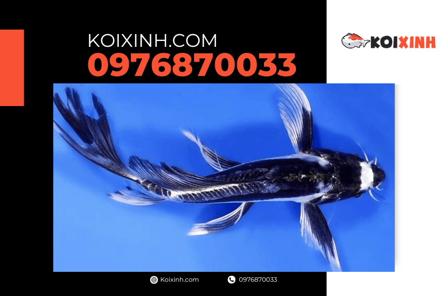 koixinh.com - Cá Koi Bướm 