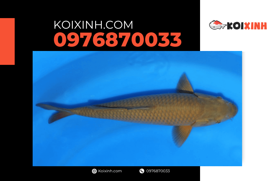 koixinh.com - Cá Koi Chagoi 