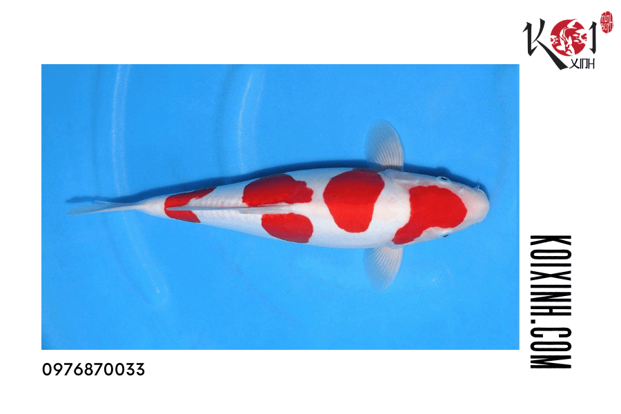koixinh.com-Cá Koi Doitsu Nguồn gốc, đặc điểm và cách phân loại 