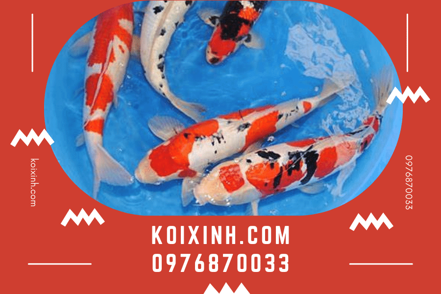 koixinh.com - Cá Koi Doitsu Nguồn gốc, đặc điểm và cách phân loại