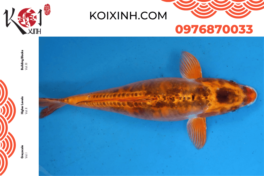 Cá Koi Doitsu: Nguồn gốc, đặc điểm và cách phân loại koixinh.com-Cá Koi Doitsu Nguồn gốc, đặc điểm và cách phân loại