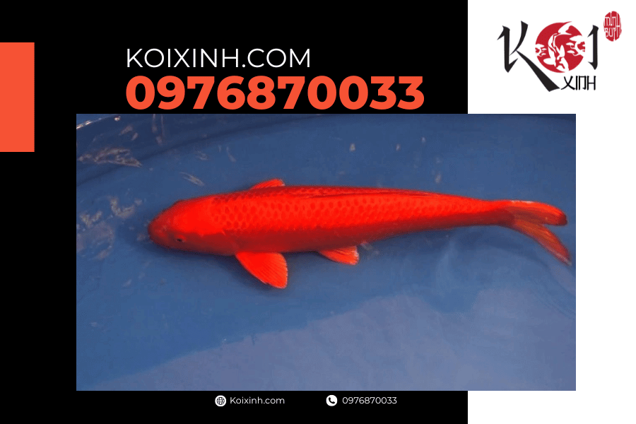 koixinh.com - Cá Koi Hi Ogon