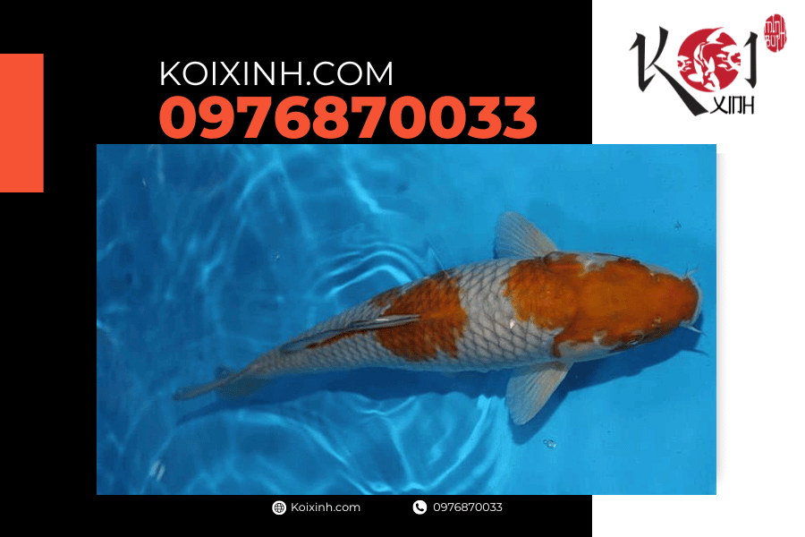 Cá Koi Ochiba: Nguồn gốc, đặc điểm và cách lựa chọn koixinh.com - Cá Koi Ochiba Nguồn gốc, đặc điểm và cách lựa chọn
