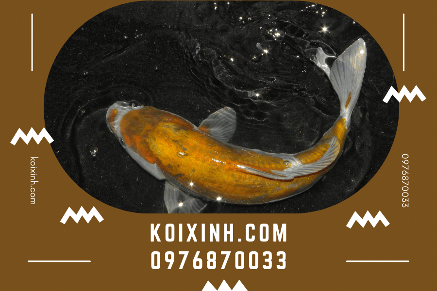 Cá Koi Ochiba: Nguồn gốc, đặc điểm và cách lựa chọn koixinh.com - Cá Koi Ochiba Nguồn gốc, đặc điểm và cách lựa chọn