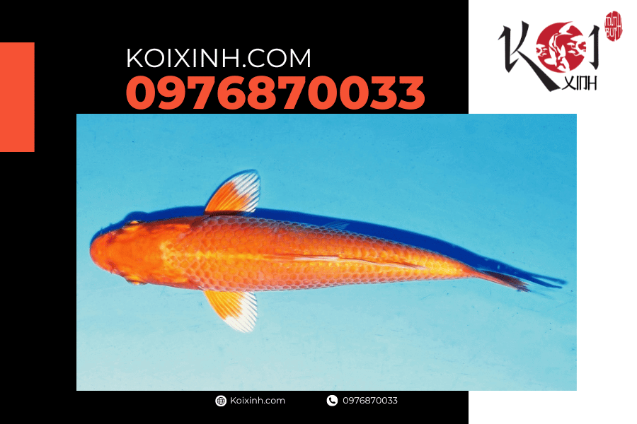 koixinh.com - Cá Koi Mukashi Ogon