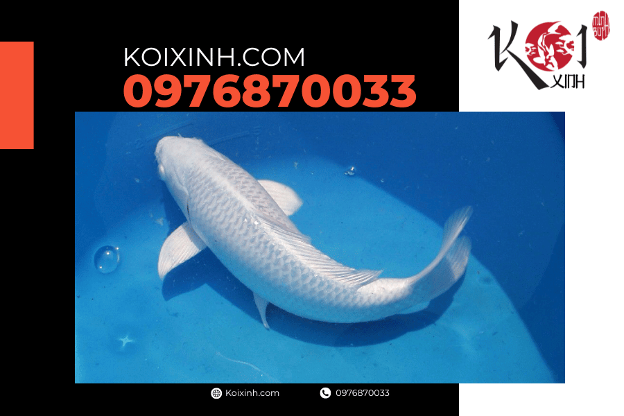 koixinh.com - Cá Koi Platinium Ogon