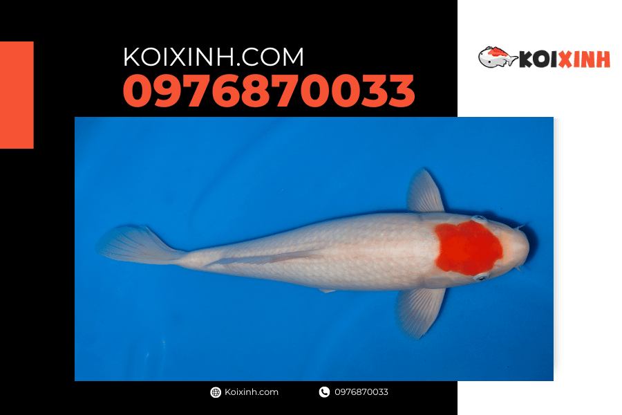 koixinh.com - Cá Koi Tancho – Kohaku 