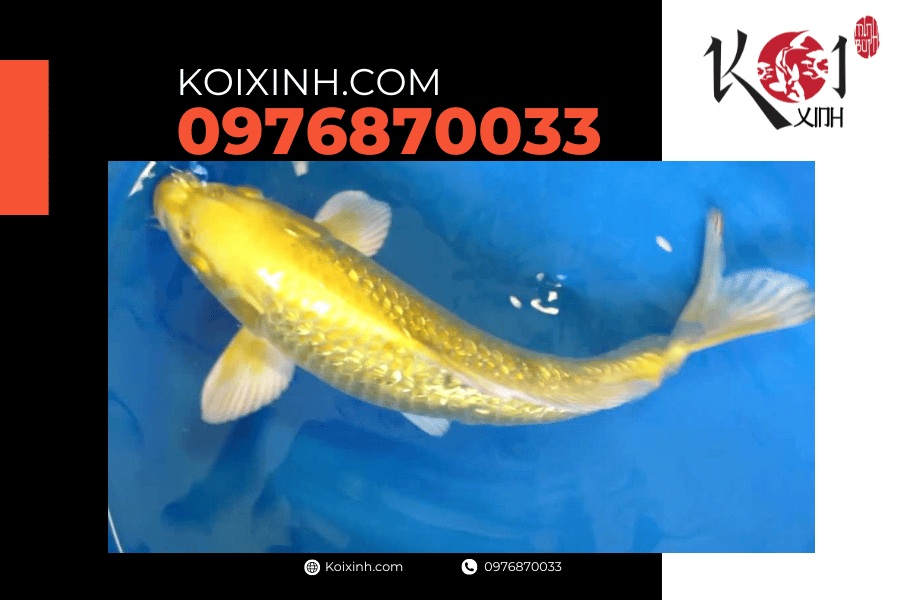 koixinh.com - Cá Koi Yamabuki Ogon