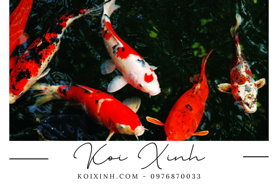koixinh.com - Cá Koi giá bao nhiêu Khái niệm, cách nuôi và chăm sóc Cá Koi chuẩn nhất 2023 