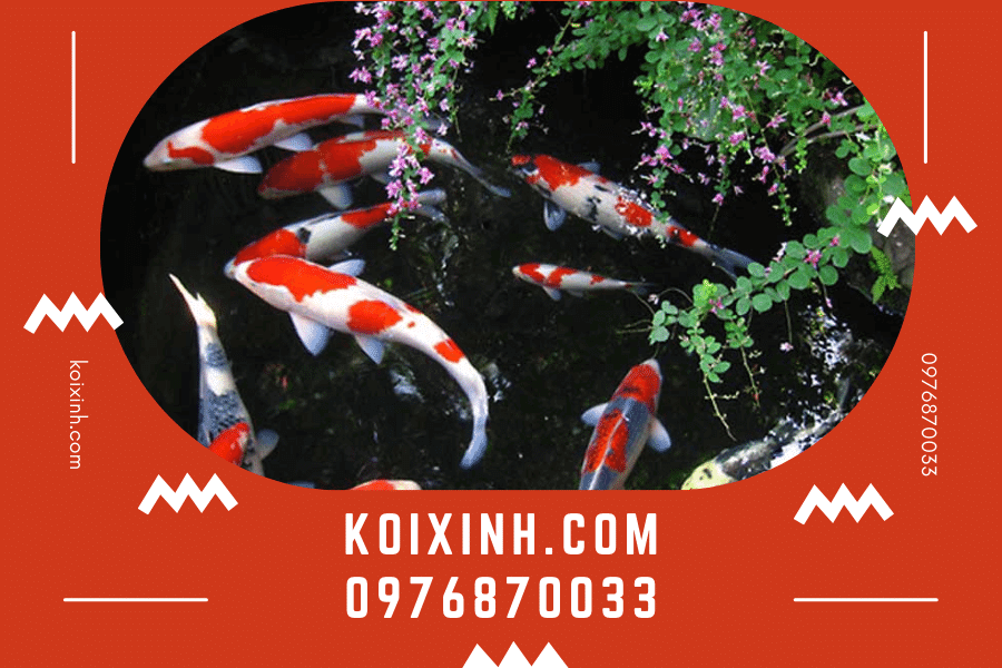 koixinh.com - Cá Koi giá bao nhiêu? Khái niệm, cách nuôi và chăm sóc Cá Koi chuẩn nhất 2023