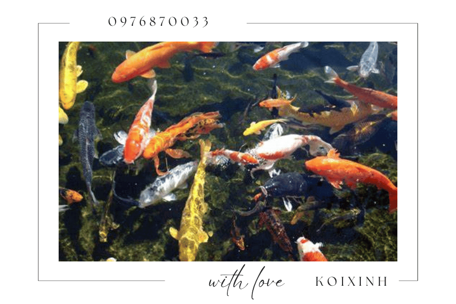 Cách chăm sóc cá Koi sau khi mua về koixinh.com-Cách chăm sóc cá Koi sau khi mua về