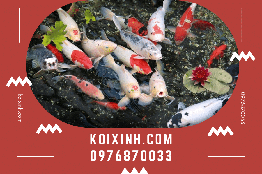 koixinh.com-Cách chăm sóc cá Koi sau khi mua về