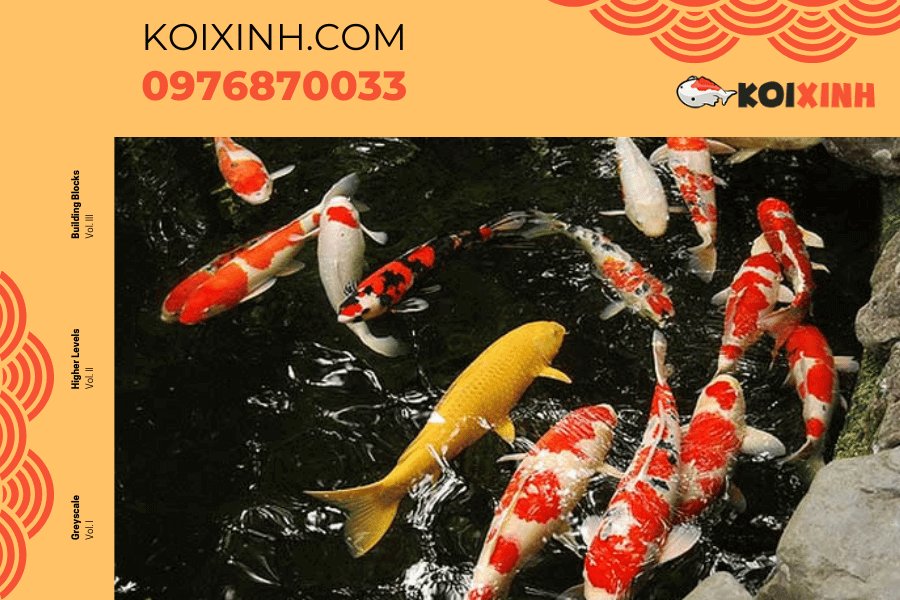 koixinh.com-Cách chăm sóc cá Koi sau khi mua về
