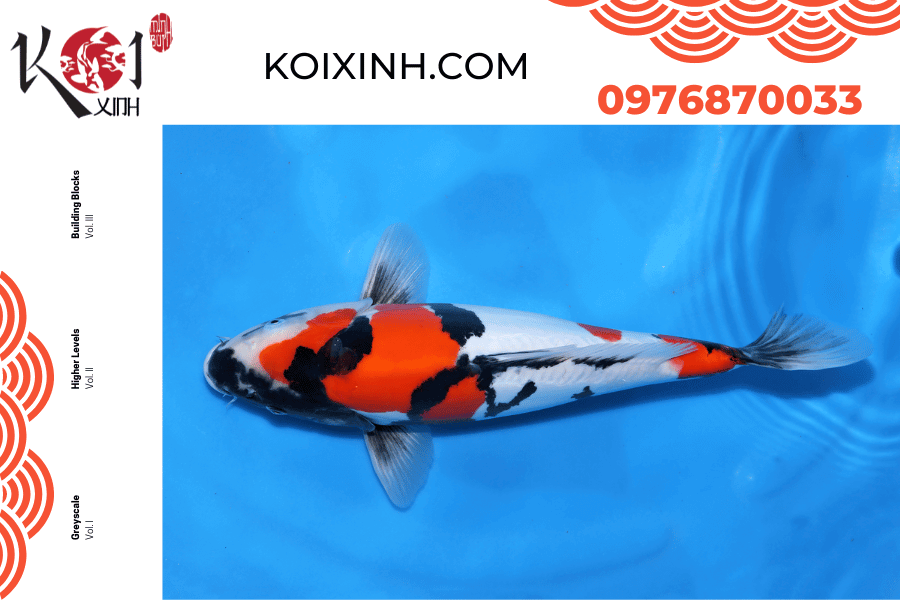 koixinh.com - Giới thiệu về Koi Showa 